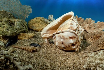 Cassis Cornuta Shell on the sand underwater