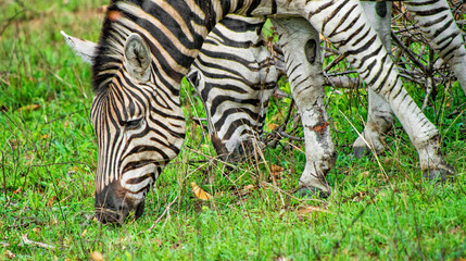 Plains Zebra, Equus quagga, Kruger National Park, Mpumalanga, South Africa, Africa