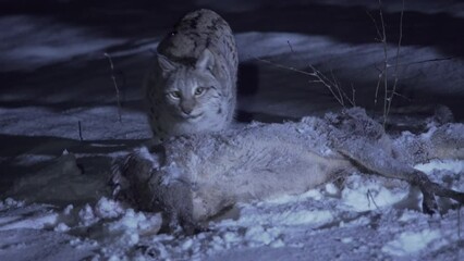 Lynx close-up at night in a snowy forest during winter. Eurasian lynx walking around a hunted deer.