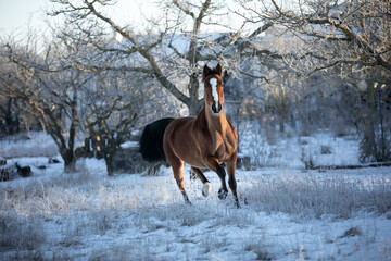 horse in winter