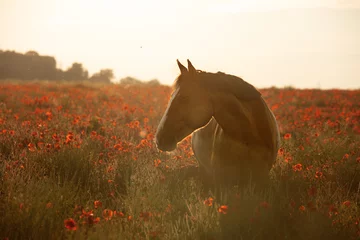 Fotobehang horse in red poppy © Alina