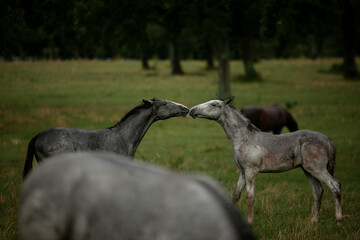 Obraz na płótnie Canvas Foal Kiss