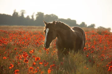 Deurstickers horse in red poppy © Alina