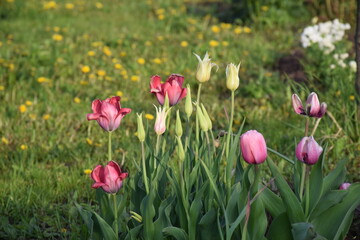 Flowers, plants,Summer