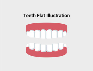 White teeth flat illustration. Dentistry and orthodontics vector illustration. Dental clinic services, stomatology, dentistry, orthodontics, oral health care and hygiene vector.