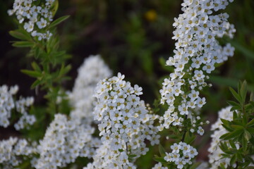 Flowers, plants,Summer