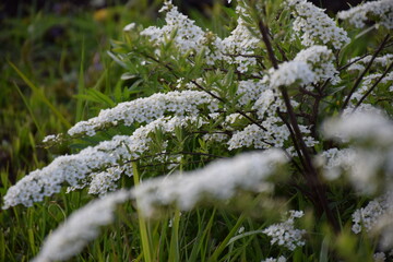 Flowers, plants,Summer