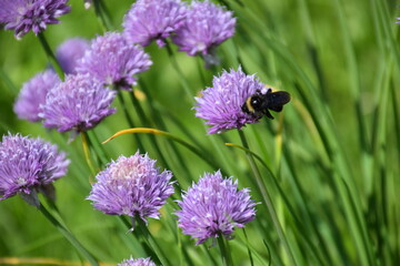 Flowers, plants,Summer