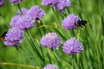 Flowers, plants,Summer