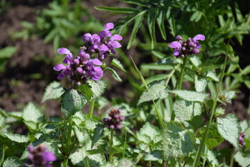 Flowers, plants,Summer