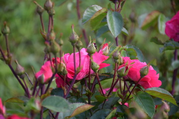 Flowers, plants,Summer