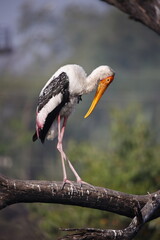 Painted stok perched in a tree