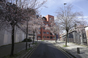 Spring flowers in the trees of a street in Bilbao