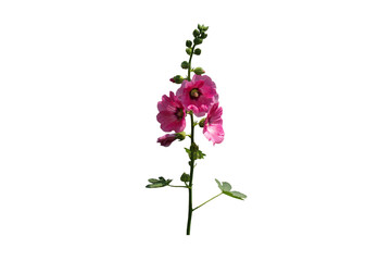 Image of beautiful blooming hollyhock flower isolated on transparent background png file.
