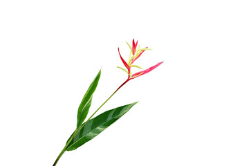 Close-up of Heliconia plant with yellow flowers isolated on transparent background png file.