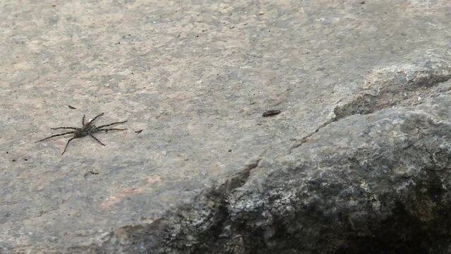 Wolf Spider On Concrete Ground At Boise National Forest In Boise, Idaho. high angle shot