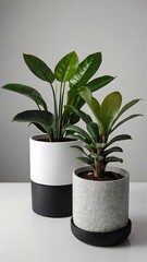 Indoor Plant, A variety of plants in pots and vases adorn a room, adding a touch of nature to the interior design