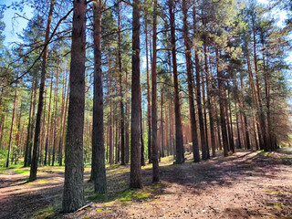 Fototapeta premium The sun shines through the trees in the pine forest on a clear summer or spring day