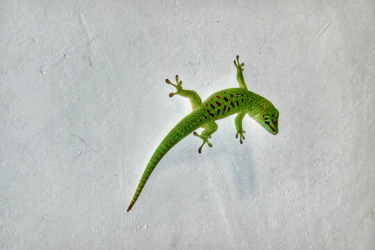 Portrait of Mauritius ornate day gecko on white wall