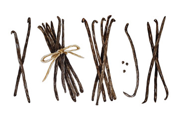 Watercolor vanilla pods, bunch of dried beans set, hand painted on paper, white background, for design, cookbook, recipes, cosmetics, backgrounds