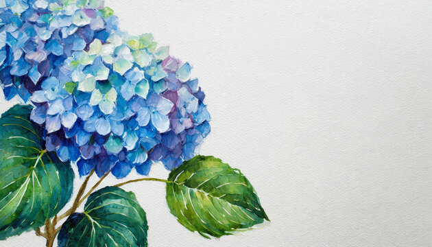 Oil painting of a hydrangea pure white background canvas, copyspace on a side
