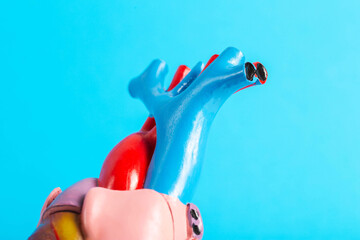 Medical model of heart vessels on a blue background, close-up. Atherosclerosis of the coronary arteries, coronarography, close-up. Healthy and clean vessels. - obrazy, fototapety, plakaty