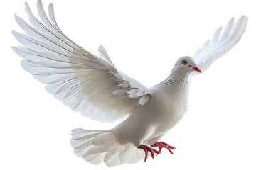 Obraz premium A white dove in flight with wings fully spread, isolated on a white background, Generative AI