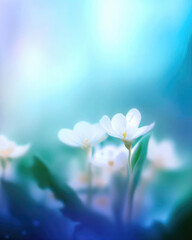 Obraz na płótnie Canvas Spring forest white flowers primroses on a beautiful blue background macro. Blurred gentle sky-blue background