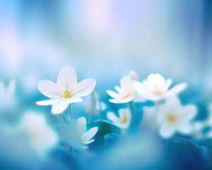 Spring forest white flowers primroses on a beautiful blue background macro. Blurred gentle sky-blue background