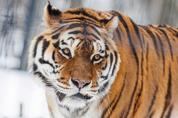 Close-up of tiger face in winter