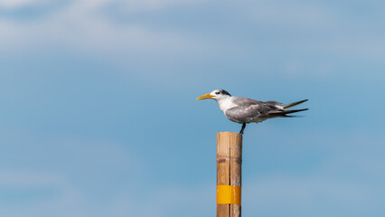 Great Crested Tern (Thalasseus bergii) perching on wooden pole in the sea. Copy space wallpaper with blue sky and clouds.