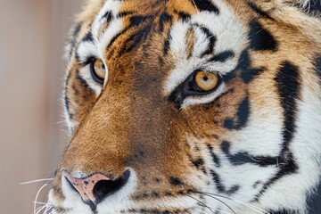 Close-up of tiger face in winter