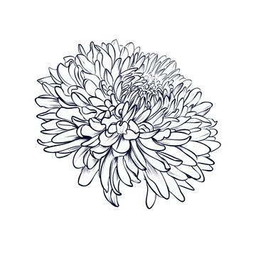 vector illustration of a blooming chrysanthemum flower
