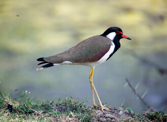 Naklejka premium Red wattled lapwing
