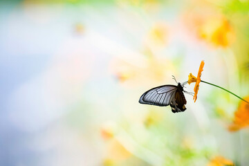 キバナコスモスの蜜を吸う蝶