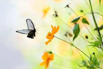 Fototapeta premium キバナコスモスとクロアゲハ