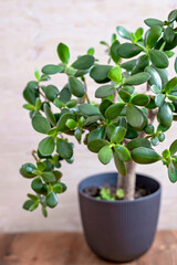 Jade plants (Crassula ovata), sometimes called money tree, popular house plant generally easy to care for. A favorite houseplant often used as a bonsai. Home décor and gardening concept.. - 741357636