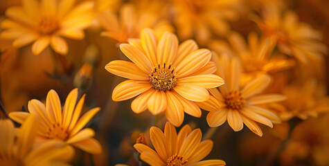 Obraz premium yellow flowers all in the same color, in the style of lightbox