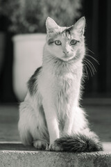 Obraz premium Chat Chaussette