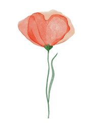 Beautiful watercolor poppy flower illustration