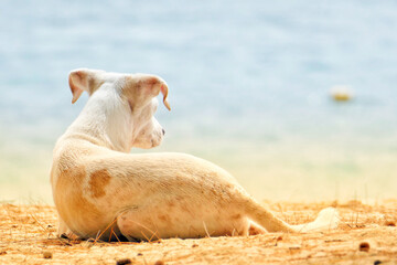 Portrait of a cute feral dog at beach in Mauritius