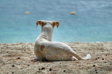 Portrait of a cute feral dog at beach in Mauritius