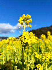 菜の花のクローズアップと空模様