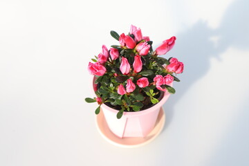 Rhododendron schlippenbachii,Royal azalea