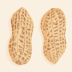 Peanuts in shell in two different shapes. Vector nuts icons.