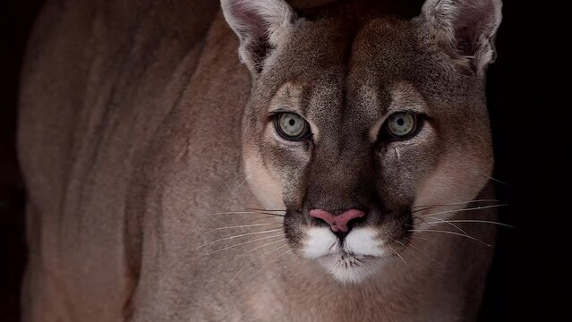 Beautiful Canadian Cougar, Puma Concolor eat raw meat during snowfall in national park. 4k 120fps super slow motion raw footage 