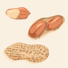 Peanuts in shell and without it. Vector nuts icons.