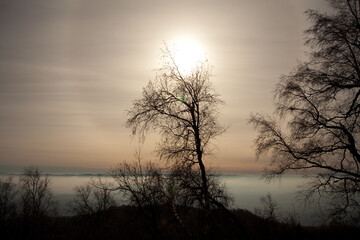 Naklejka premium Sunlight shining through tree branches over water under a clear sky