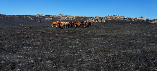 Burnt earth, fires. A field with burnt grass and a group of horses