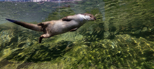 European otter swimming underwater